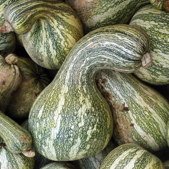 Squash Green Stripe Cushaw MIgardener Seed