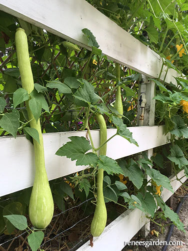 Squash Trombetta di Albenga