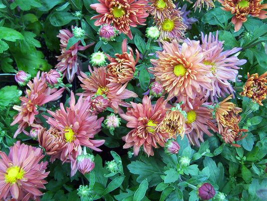 Chrysanthemum Stardust 1G