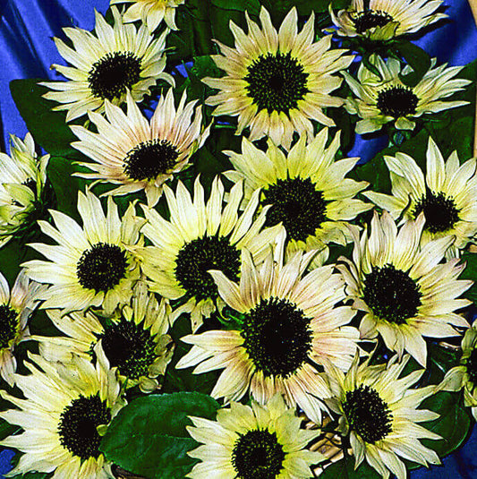 Sunflower Summer Moon OSC Seed