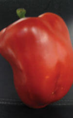 Pepper Summer Red OSC Seed