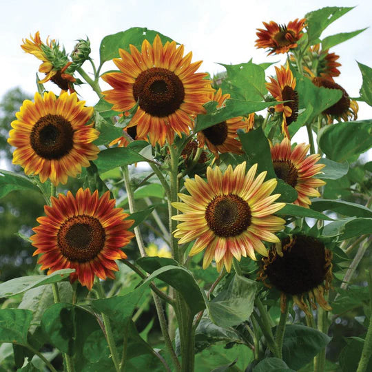 Sunflower Evening Sun MIgardener Seed