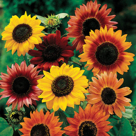 Sunflower Mixed MIgardener Seed