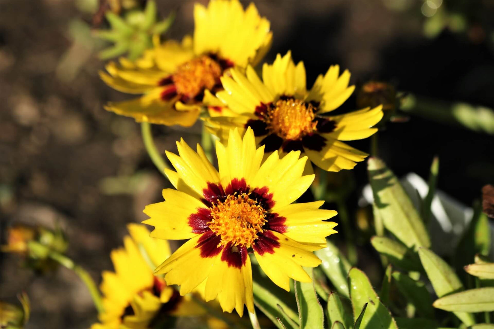 Coreopsis Sunfire OSC Seed – Garden Girl