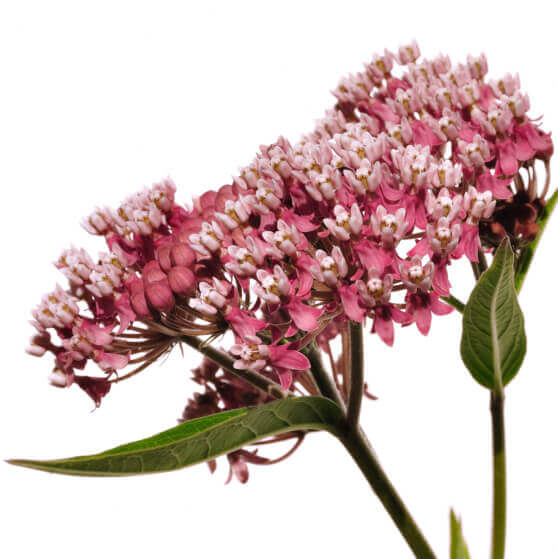 Milkweed Red Swamp OSC Seed