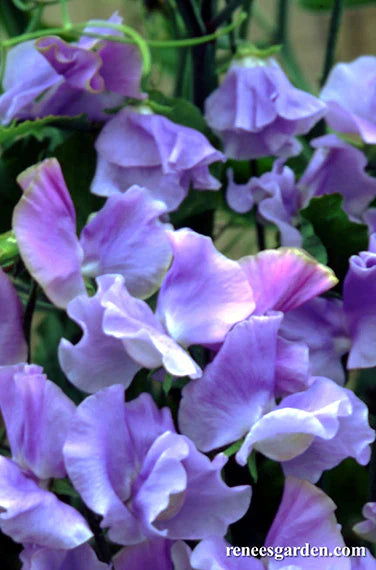 Sweet Pea Blue Celeste Exhibition