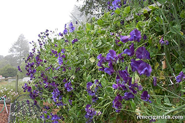 Sweet Pea North Shore