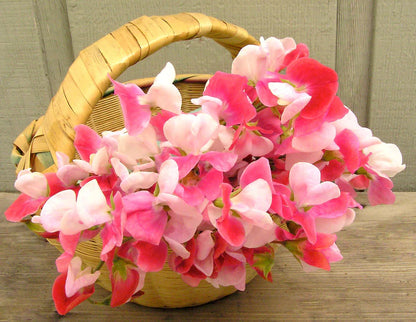 Sweet Pea Heirloom Painted Lady