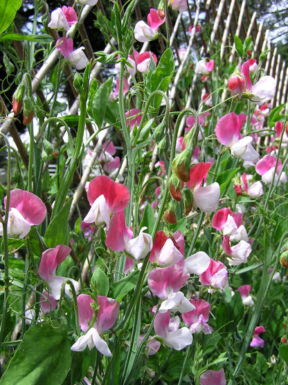 Sweet Pea Heirloom Painted Lady