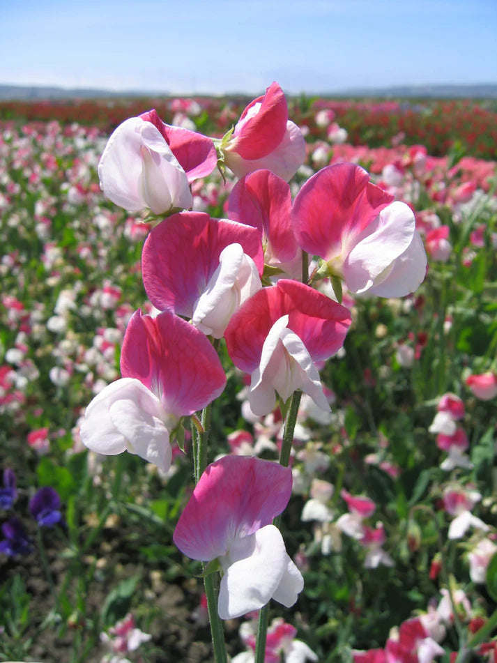 Sweet Pea Heirloom Painted Lady