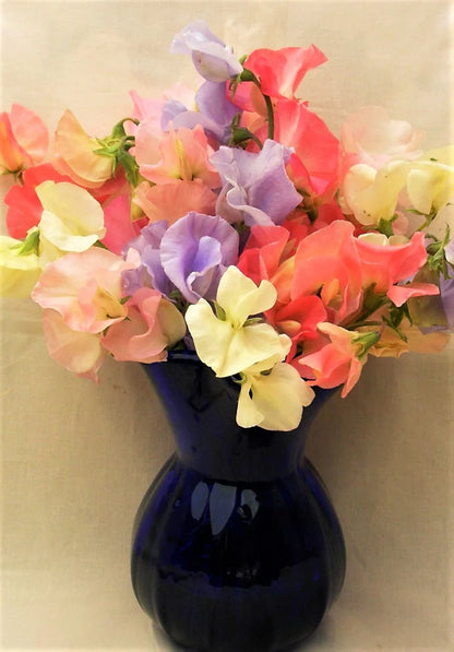 Sweet Pea Scented Pastel Sunset