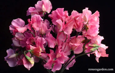 Sweet Pea Strawberry Fields