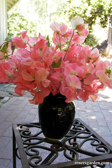 Sweet Pea Watermelon