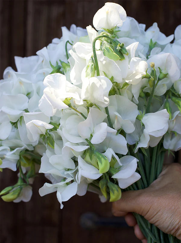 Sweet Pea Royal Wedding