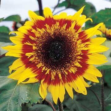 Sunflower The Joker OSC Seed