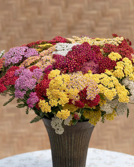 Achillea Flowerburst Fruit Bowl WCS Seeds