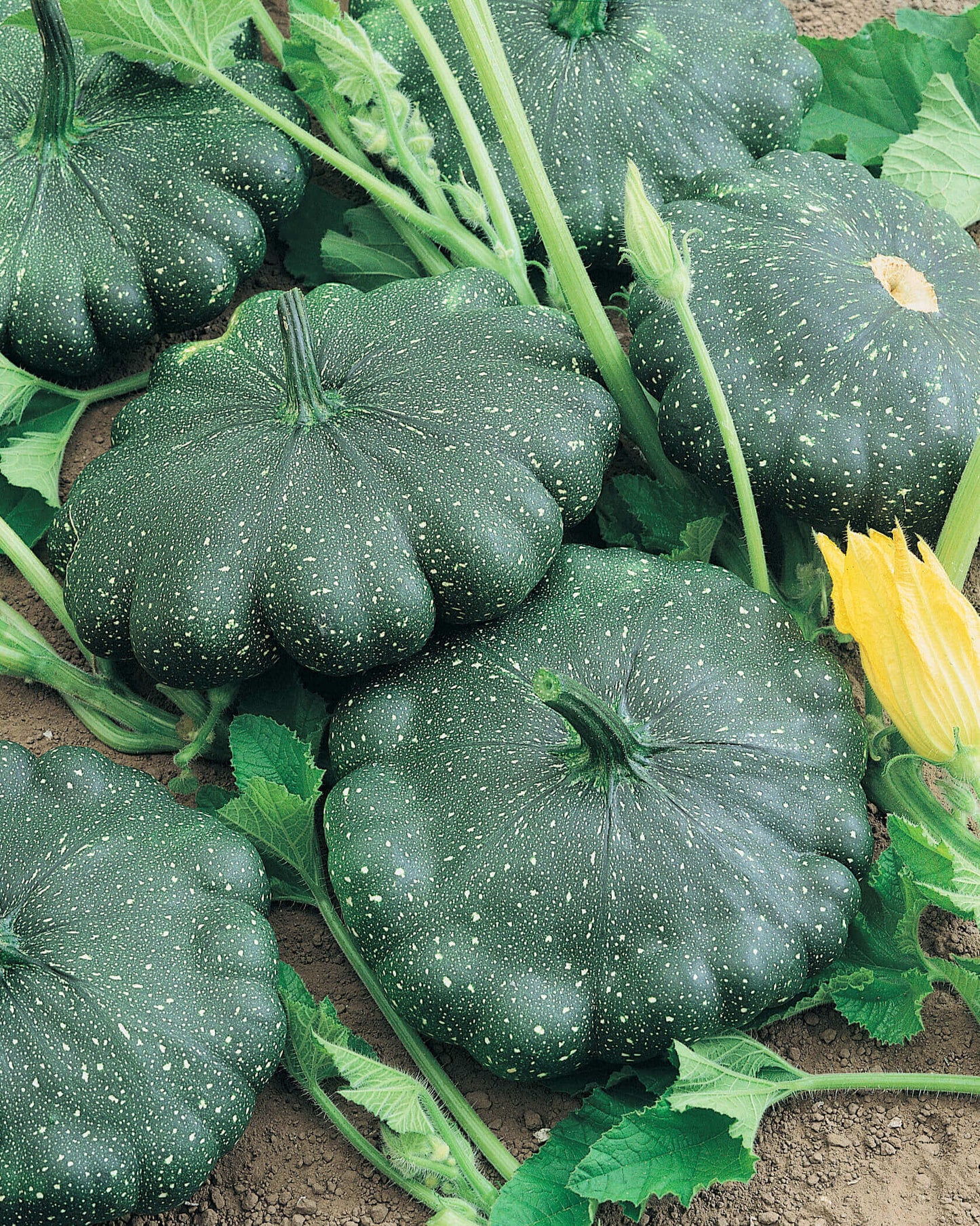 Squash Total Eclipse OSC Seed