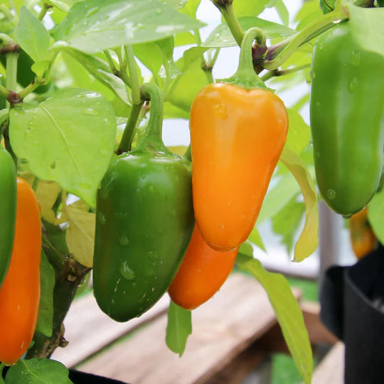 Pepper Pumpkin MIgardener Seed