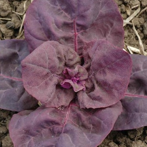 Orach Purple MIgardener Seed
