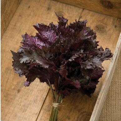 Shiso Red  MIgardener Seed