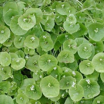 Claytonia Miner's Lettuce MIgardener Seed