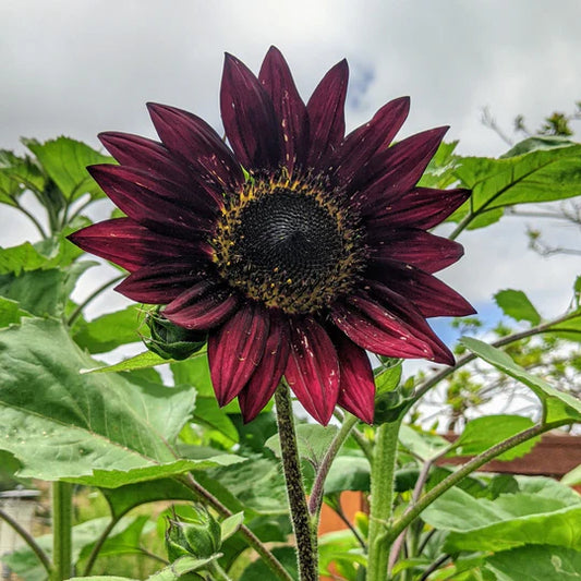 Sunflower Velvet Queen MIgardener Seed