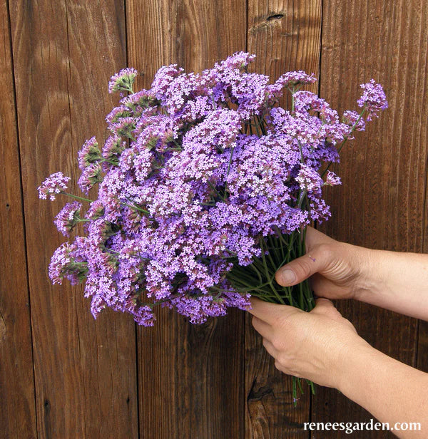 Verbena Vanity