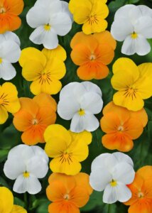 Viola Sorbet Citrus OSC Seed