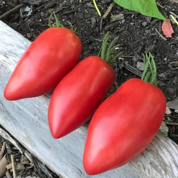 Tomato Sheboygan MIgardener Seed