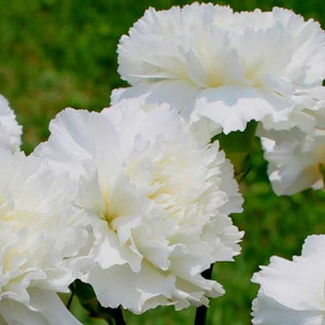Carnation White Jeanne Dionne  MIgardener Seed