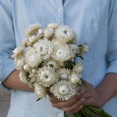 Strawflower White MIgardener Seed