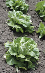 Lettuce White Boston OSC Seed