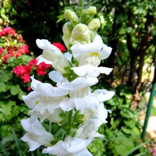 Snapdragon White Snowflake MIgardener Seed