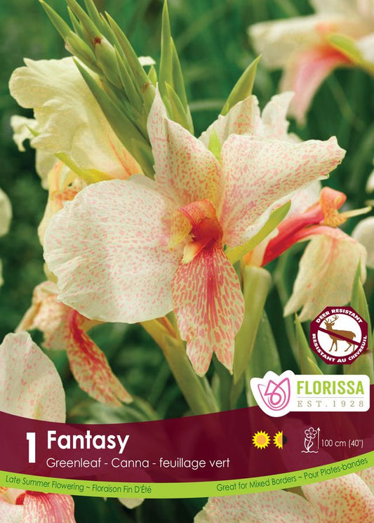 Canna Lily Fantasy