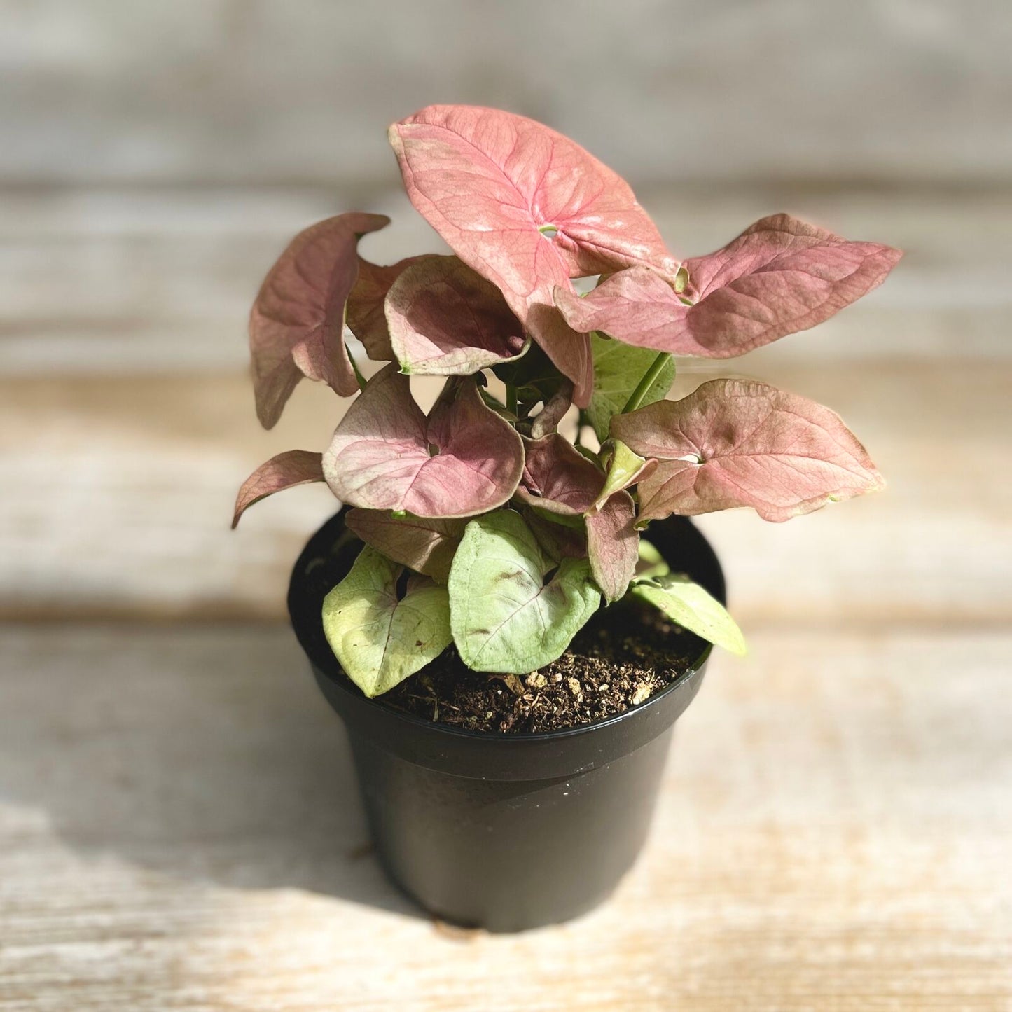 Neon Syngonium 4" Pot