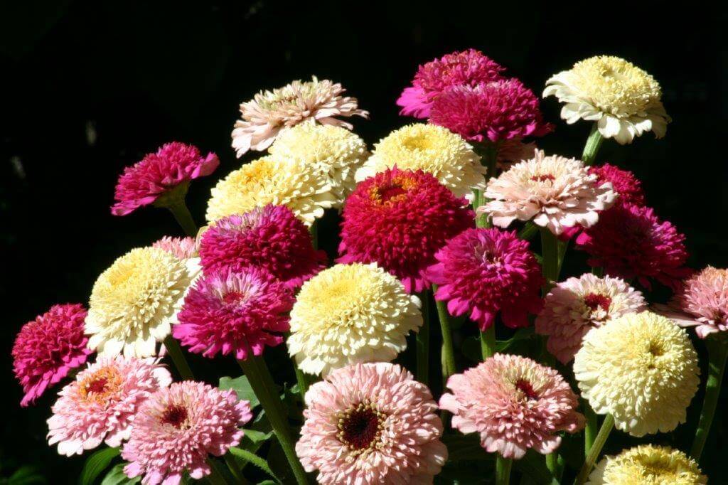 Zinnia Zinderella Mixed Colours OSC Seed