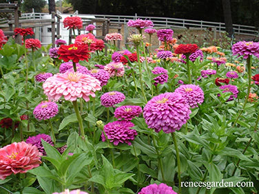 Zinnia Berry Basket