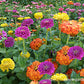 Zinnia Heirloom Cutting Bling Bling