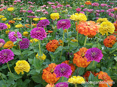 Zinnia Heirloom Cutting Bling Bling