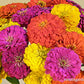 Zinnia Heirloom Cutting Bling Bling