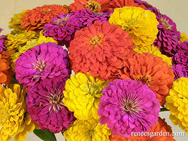 Zinnia Heirloom Cutting Bling Bling