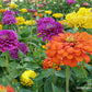 Zinnia Heirloom Cutting Bling Bling