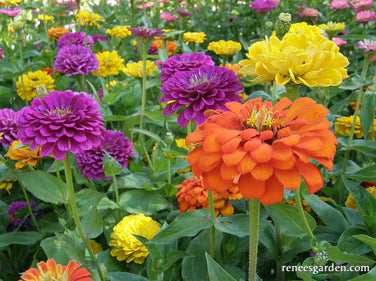 Zinnia Heirloom Cutting Bling Bling