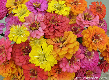 Zinnia Cha-Cha-Cha