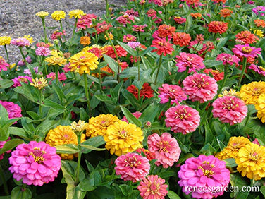 Zinnia Cha-Cha-Cha