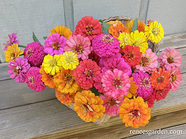 Zinnia Cha-Cha-Cha