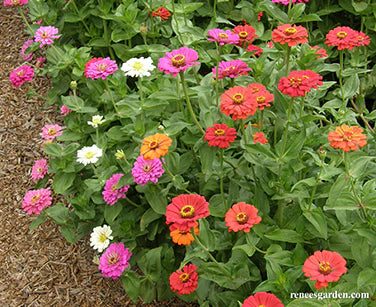 Zinnia State Fair Gold Medal