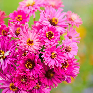 Zinnia Lilac Emporer MIgardener Seed