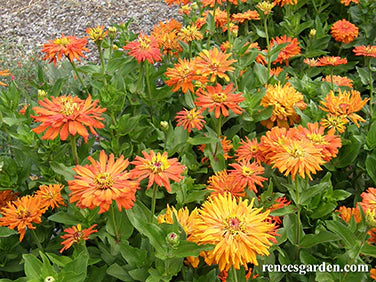 Zinnia Mighty Lion