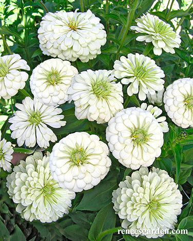 Zinnia Polar Bear